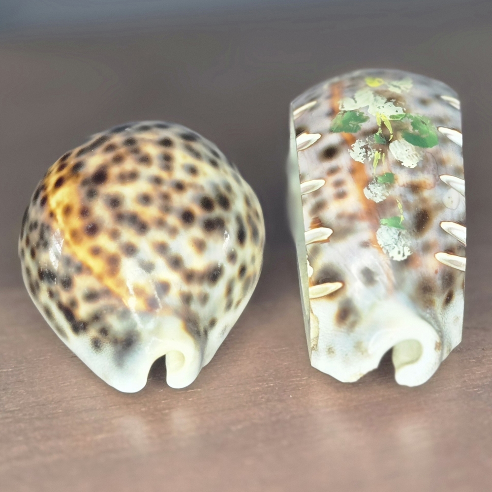 Pair Of Natural Tiger Cowrie Decorative Seashells Spotted Shells On Hand Painted